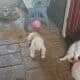 Great Pyrenesss and Anatolian puppies for Sale
