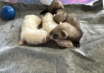 Privately bred baby ferrets