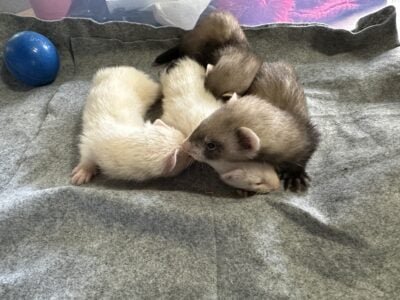 Privately bred baby ferrets