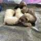Privately bred baby ferrets