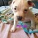 Pitbull puppies
