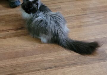 Adult Ragdoll- Darla, beautiful, loving girl