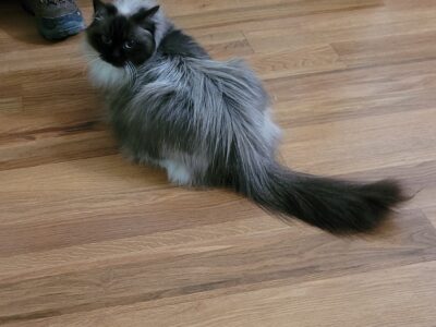 Adult Ragdoll- Darla, beautiful, loving girl