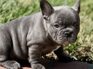 French Bulldogs for Sale