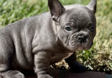 French Bulldogs for Sale