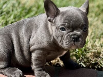 French Bulldogs for Sale