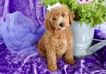 Darling Red and white mini Goldendoodle Girl