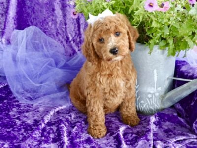Darling Red and white mini Goldendoodle Girl