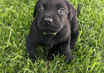 Black male lab puppy