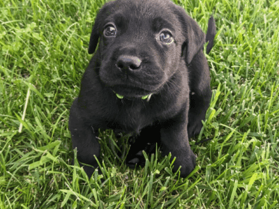 Black male lab puppy