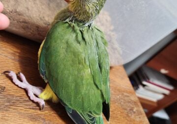 Male Indian Ringneck