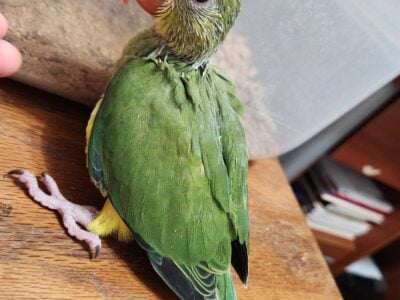 Male Indian Ringneck