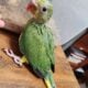 Male Indian Ringneck