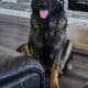Purebred German Shepherd Puppies