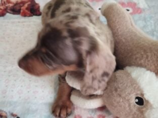 CKC DACHSHUND MINI CHOCOLATE DAPPLE MAVERICK