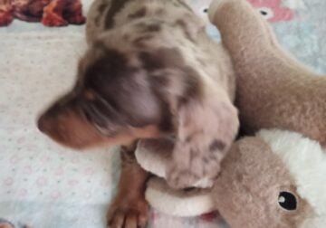 CKC DACHSHUND MINI CHOCOLATE DAPPLE MAVERICK