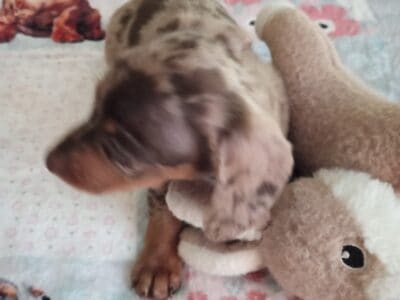 CKC DACHSHUND MINI CHOCOLATE DAPPLE MAVERICK