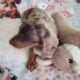CKC DACHSHUND MINI CHOCOLATE DAPPLE MAVERICK