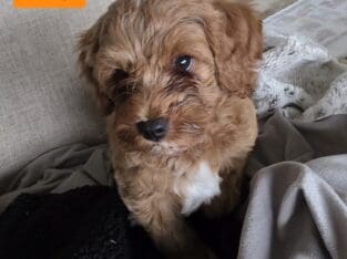 BANDIT F1B Toy Goldendoodle Male