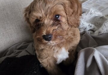BANDIT F1B Toy Goldendoodle Male