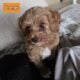 BANDIT F1B Toy Goldendoodle Male