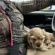 18 month old American Cocker Spaniel for sell