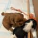 Beautiful Cavalier King Charles