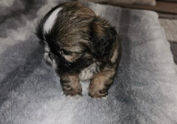 Male shih tzu puppies