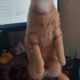 Orange Tabby Kitten