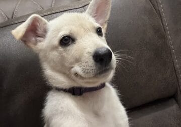 Pure White German Shepherd Puppy