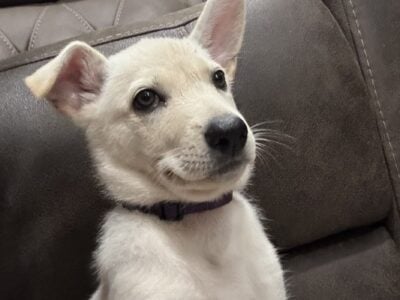 Pure White German Shepherd Puppy