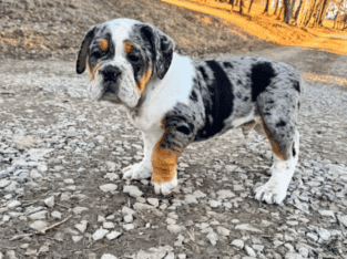 🐾 Meet Philly – Your Future Best Friend! 🐾