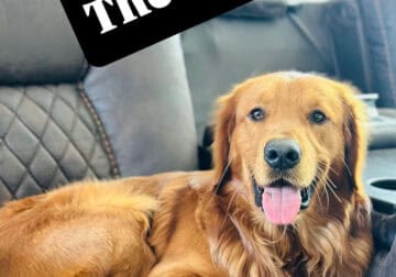 AKC Golden Retriever Puppies