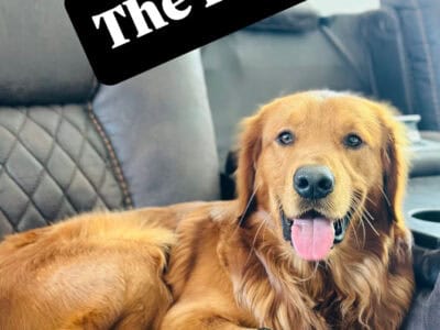 AKC Golden Retriever Puppies