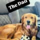 AKC Golden Retriever Puppies