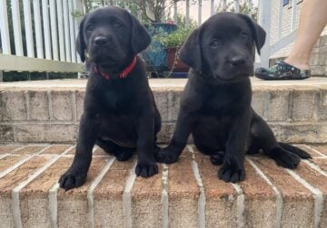 Red Collar Black Female Lab Puppy $850