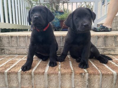 Red Collar Black Female Lab Puppy $850