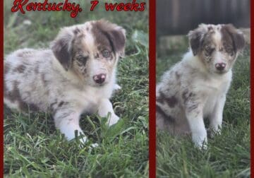 Pure Bred Border Collie Puppies For Sale