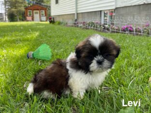Levi the Shih Tzu