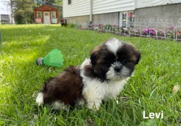 Levi the Shih Tzu