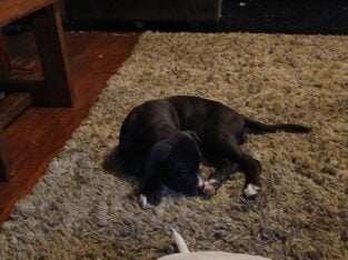 Cuddly, cute unique pitbull puppies