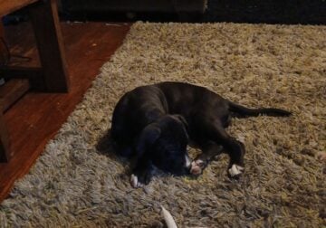 Cuddly, cute unique pitbull puppies