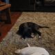 Cuddly, cute unique pitbull puppies