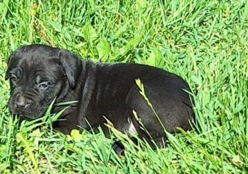 Cane Coro Puppies