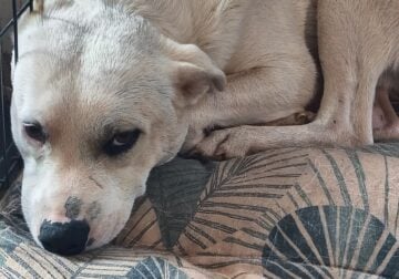1 year old white dog