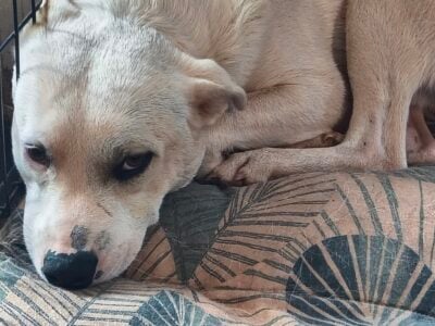 1 year old white dog