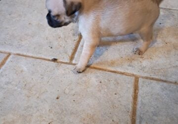 Pug puppies
