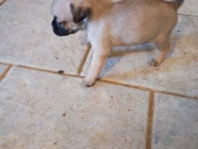 Pug puppies