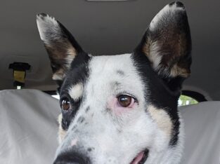 Zoie needs a home