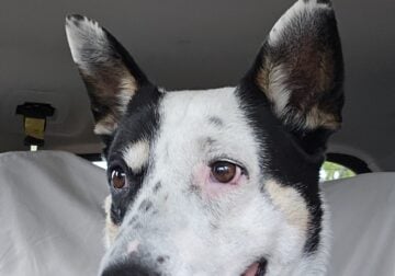 Zoie needs a home
